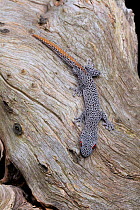 Golden-tailed gecko (Strophurus taenicauda). Captive. Western Australia.