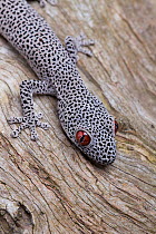 Golden-tailed gecko (Strophurus taenicauda) head close up showing unusual skin pattern. Captive. Western Australia.