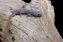 Golden-tailed gecko (Strophurus taenicauda). Captive. Western Australia.
