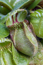 Albany pitcher plant (Cephalotus follicularis). Western Australia.