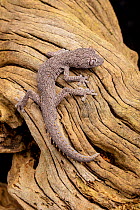 Kristen's spiny-tailed gecko (Strophurus krisalys). Captive. Endemic to Australia.