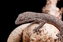Eastern spiny-tailed gecko (Strophurus williamsi). Captive. Endemic to Australia.