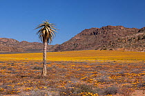 Young quiver tree (Aloe dichotoma) in semi-arid landscape with yellow flowers. Goegap Nature Reserve, Namaqualand, South Africa, October 2012.