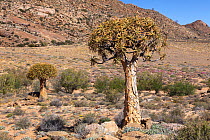 Quiver trees (Aloe dichotoma) in semi-arid landscape. Goegap Nature Reserve, Springbok, South Africa, October 2012.