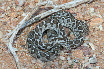 Common, or rhombic, egg-eating snake, (Dasypeltis scabra). Near Springbok, South Africa, October.
