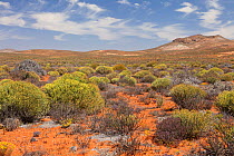 Landscape of succulent karoo / veldt habitat. Near Springbok, Namaqualand, South Africa, October 2012.