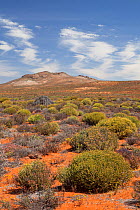 Landscape of succulent karoo / veldt habitat. Near Springbok, Namaqualand, South Africa, October 2012.
