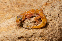 Austen's Gecko (Pachydactylus austemi). Port Nolloth, South Africa, October.