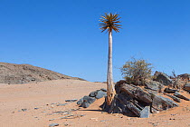 Bastard Quiver Tree(Aloe dichotoma pillansii) in arid landscape. Richtersveld, South Africa, October.