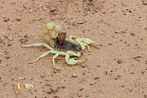 Scorpion. Richtersveld, South Africa.