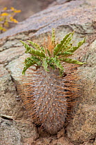 Young 'halfmens' plant (Pachypodium namaquensum / namaquanum). Richtersveld, South Africa, October.