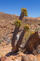 'Halfmens' plant (Pachypodium namaquensum / namaquanum) in arid landscape. Richtersveld, South Africa, October.