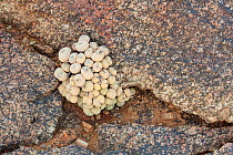 Conophytum species. Richtersveld, South Africa, October.
