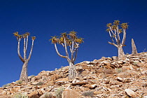 Bastard Quiver Trees (Aloe dichotoma pillansiii). Cornellskop, Richtersveld, South Africa, October.