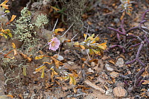 Flowering Sarcocaulon (Pelargonium) and other succulents. Near Alexander Bay, South Africa.