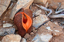 Flower of Hydnora (Hydnora africana) a rare plant parasitic on species of the genus Euphorbia. Cornellskop, Richtersveld, South Africa.
