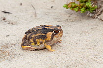Namaqua Rain Frog (Breviceps namaquensis). Port Nolloth, South Africa, October.