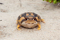 Namaqua Rain Frog (Breviceps namaquensis) portrait. Port Nolloth, South Africa, October.