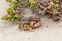 Namaqua Rain Frog (Breviceps namaquensis) portrait. Port Nolloth, South Africa, October.