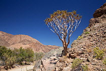Bastard Quiver Tree (Aloe dichotoma pillansii) in arid landscape. Richtersveld, South Africa, October.