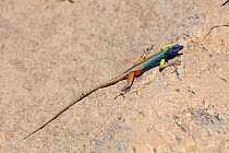 Augrabies flat lizard (Platysaurus broadleyi). Augrabies Falls National Park, South Africa, October.