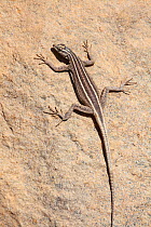 Augrabies flat lizard (Platysaurus broadleyi). Augrabies Falls National Park, South Africa, October.