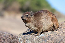 Rock Hyrax (Procavia capensis). Augrabies Falls National Park, South Africa, October.