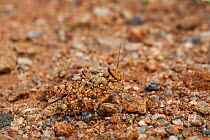 Mating pair of camouflaged grasshoppers (Pamphigidae). Near Springbok, Namaqualand, South Africa, October.