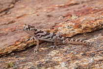 Marico Gecko (Pachydactylus mariquensis). Springbok, Namaqualand, South Africa, October.