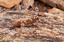 Rough-scaled Gecko (Pachydactylus rugosus), male with regenerated tail, Springbok, South Africa, October.