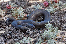 Mole Snake (Pseudaspis cana) black form on lichen. Namaqualand, South Africa, October.