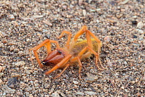 Camel spider / Wind Scorpion / Sun Spider (Solifugae). South Africa, October 2012.