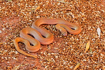 Namibian / Big Eyed House Snake (Boaedon / Lamprophis mentalis). Springbok, South Africa, October.