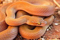 Namibian / Big Eyed House Snake (Boaedon / Lamprophis mentalis). Springbok, South Africa, October.