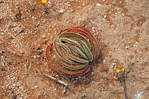Crassula (Crassula tomentosa). Doring Bay, Western Cape, South Africa.