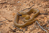 Herald / Red-lipped Snake (Crotaphopeltis hotamboeia). Near Clanwilliam, Western Cape, South Africa, October.