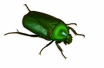 Green Flower Beetle (Thaumastopeus sp.). Endemic to Borneo.