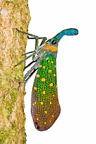Lantern bug / Lantern fly (Pyrops sp.). Endemic to Sukau, Sabah, Borneo.