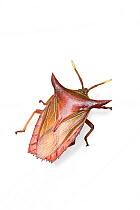 Shield bug (possibly Pygoplatys acutus). Danum Valley, Sabah, Borneo.