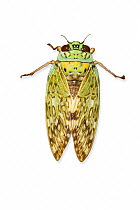 Cicada against white background. Endemic to Montagne D'Ambre, Madagascar.