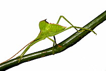 Leaf-mimic Katydid. Endemic to Anjozorobe, Madagascar.