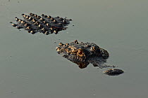American Alligator (Alligator mississippiensis) at water surface. Everglades, Florida, USA.