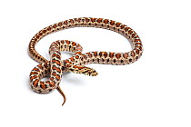 Leopard / European Rat Snake (Zamenis situla). Endemic to Mediterranean region.