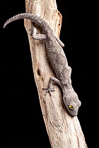 Soft spiny-tailed gecko (Strophurus spinigerus) resting in its typical head-down position. Captive. Endemic to Western Australia.