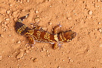 Australian thick-tailed gecko (Underwoodisaurus / Nephurus milii) Captive. Endemic to Australia.