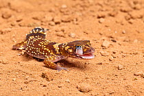 Australian thick-tailed gecko (Underwoodisaurus / Nephurus milii)  licking its eye. Captive. Endemic to Australia.
