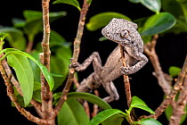 Eastern spiny-tailed gecko (Strophurus williamsi). Captive, endemic to Australia.