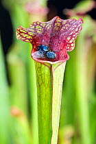 Pitcher plant (Sarracenkia sp.), with bluebottle fly (Calliphoridae) on lip. UK, March.
