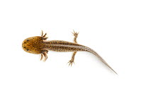 Axolotl (Ambystoma mexicanum) against white background. Captive. Endemic to Central America.