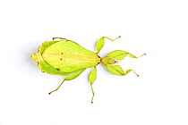 Leaf insect (Phyllium sp.) adult female.